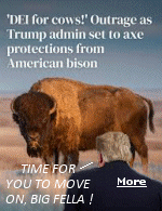 Hey, the Buffalo were here first. But, the Bureau of Land Management  says the permits it issued to the conservation organization no longer align with its 'production-oriented' goals for grazing on public lands, and the Buffalo must go.